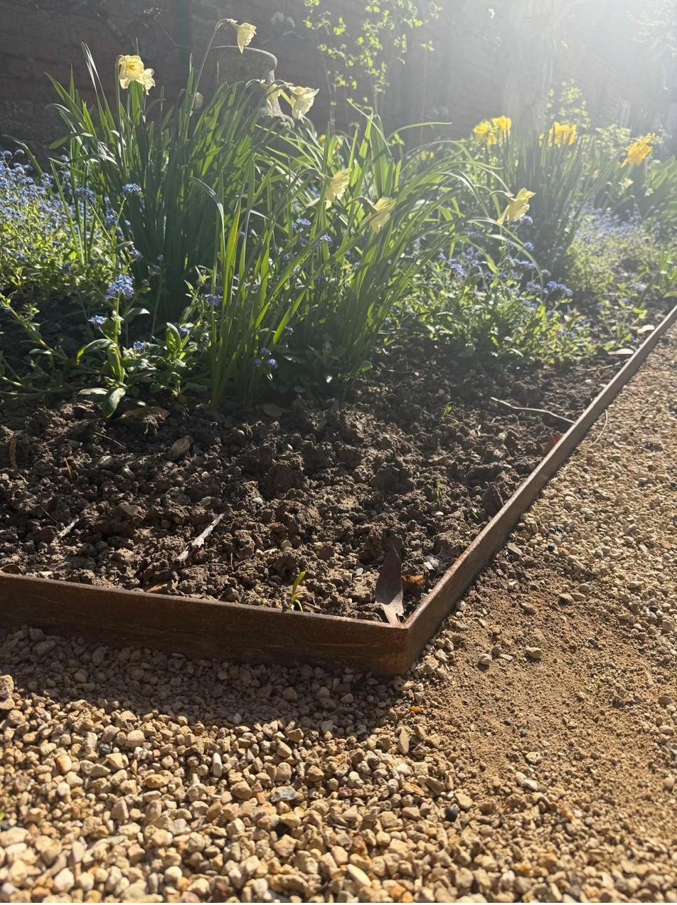 Corten steel bed edging around a daffodil border